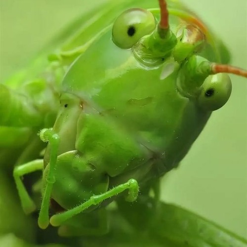 Please steal the holy grasshopper!’s avatar