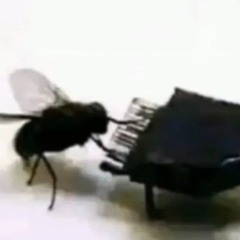 Proffesional Balltickler.