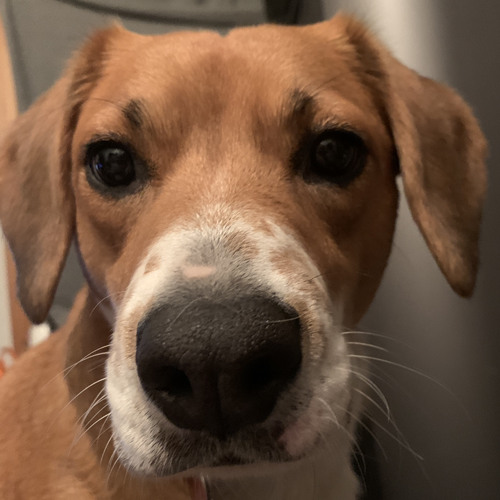 BeagleDad82’s avatar