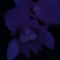 AreF