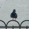 pigeonlover