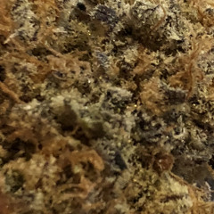 oddpurp4207