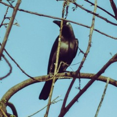 Pauri