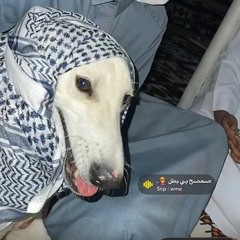 أحمد راشد