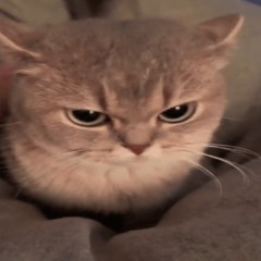 HashBrown