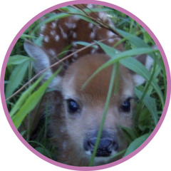 scarlett grace! 🌷