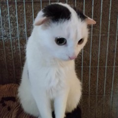 krisu