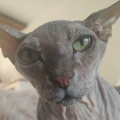Murple