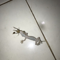 Như Ý Trần