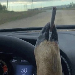 молодой ягнёнок