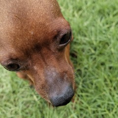 SuSu🐶🐕