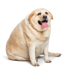 FAT FUCK!NG DOG