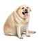 FAT FUCK!NG DOG