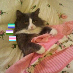 🏳️‍🌈Leo :3