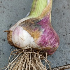 garlic queen