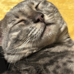 bella