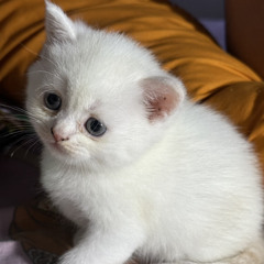 Piyachai Kitkan
