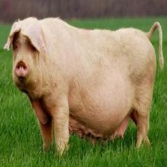 gorgorf