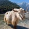 Snowfront Yak
