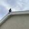 smallest_bird
