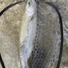 𝕹𝖔𝖇𝖔𝖉𝖞