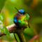 birhb