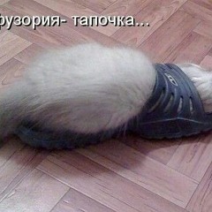 Elya