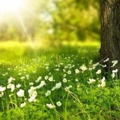 زهرة القرآن