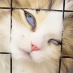 mia