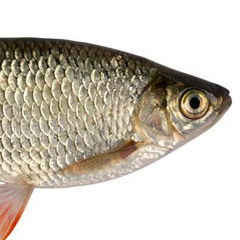 chiyoii🐟