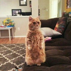 ssszedssszed