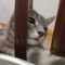 Umut