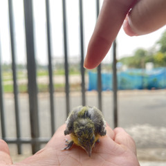 Vũ Cường