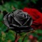 SBlack