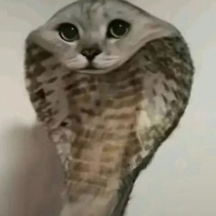 ribbit