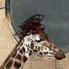 giraffe