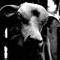 user-452037142
