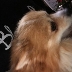 foxy123