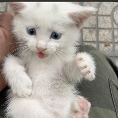 Mèo Tắc Kè