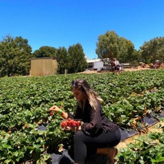 Redroses_1234