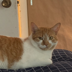 da light skinned mex