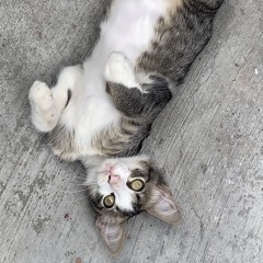 Angel