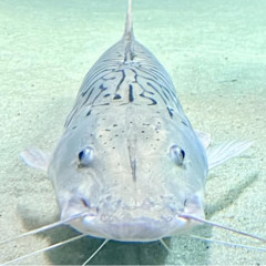 soulofcatfish