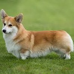 Craig the corgi