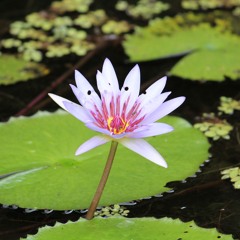 Meditación en la respiración - Contando las respiraciones