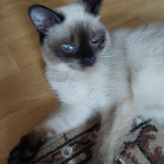 Jakob