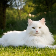 Enzojr