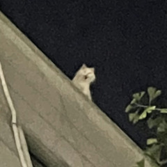 ㅓ
