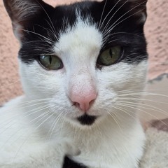 🔱⚜️grigore⚜️🔱