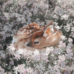 babybornintheforest